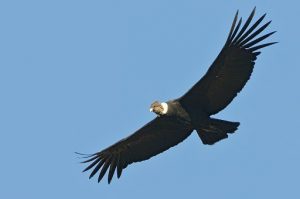 In golf, what is a condor? 